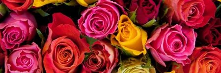 Significado das rosas: que cor deverá escolher?