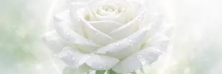 Significado da rosa branca: pureza e paz da alma 🤍