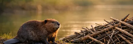 Qual será o simbolismo do totem Castor?