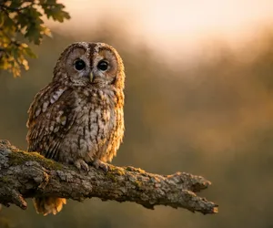 Qual será o simbolismo do animal totem Coruja?