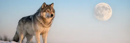 Qual será o simbolismo do totem Lobo?