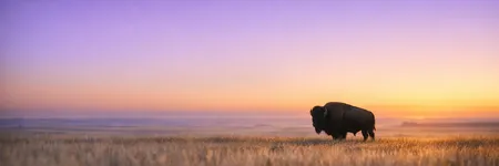 Astrologia ameríndia: qual é o seu animal totem?