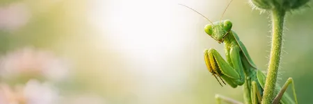 Louva-a-deus: significado espiritual e simbolismo