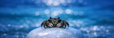 Como enlouquecer um Caranguejo em 5 frases ♋🦀