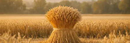 Como enlouquecer uma Virgem em 5 frases ♍🌾